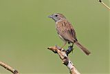 Botteri's Sparrowborder=